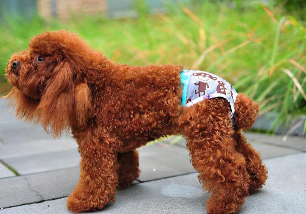 狗狗生理期怎么护理,狗狗生理期护理方法