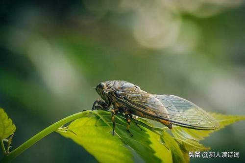 虞世南借蝉抒情言志,虞世南蝉诗的意思