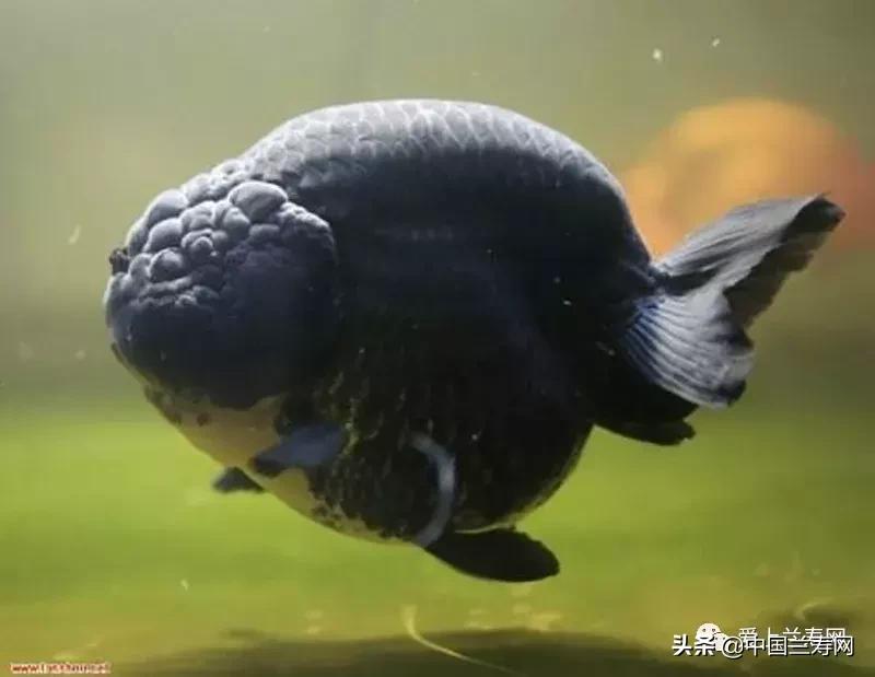 兰寿金鱼鲨鱼鳍品种图片大全,金鱼泰狮与兰寿是一个品种吗