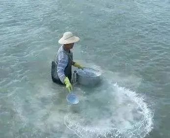 鱼塘水面有红锈怎么处理,鱼塘水面红锈是什么原因