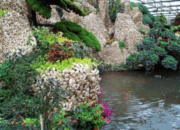 种植生姜需要天天浇水,生姜种植苗期松土的好处