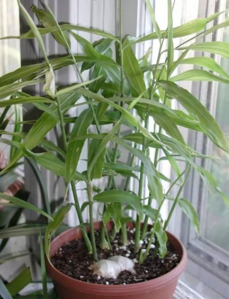 生姜种在阳台风水,庭院种生姜风水