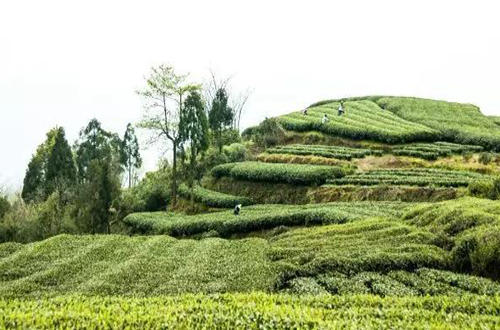 精选名茶白毫银针,白毫银针的历史起源和传说