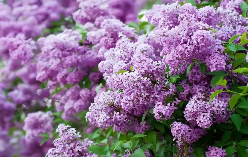 世界各国国花国树大全,世界地图及各国国花