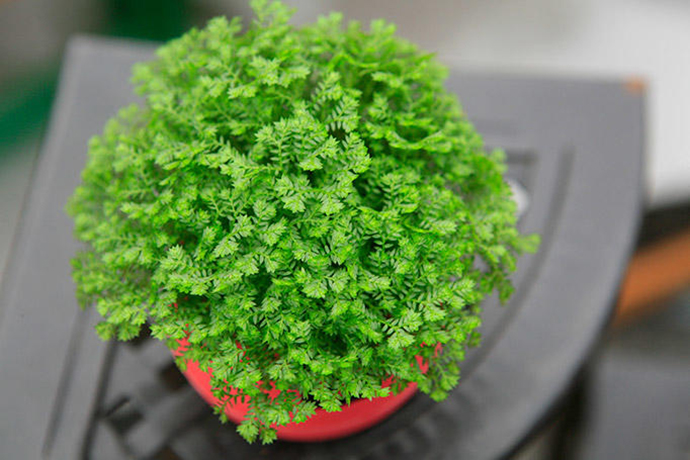 蕨类植物生物知识点有哪些,蕨类植物百科知识