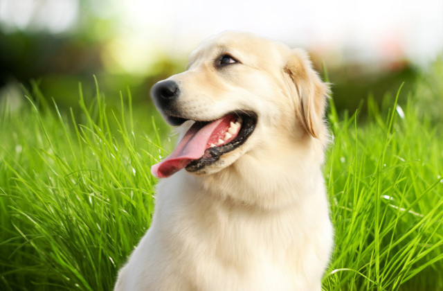 养狗的时候一定要注意这几个问题，不然可能会让狗狗恨你