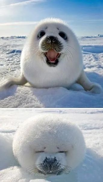 这届年轻人有多清醒,这届年轻人怎么爱上吸熊猫的