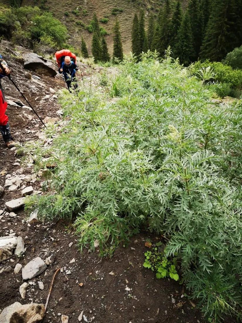 喀拉峻穿越琼库什台几天,喀拉峻穿越琼库什台