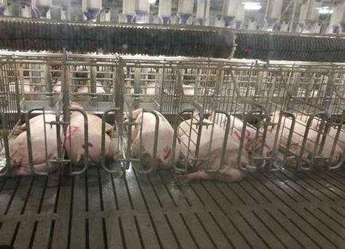 母猪产床冬天怎么防寒保暖,夏季母猪生产如何降温