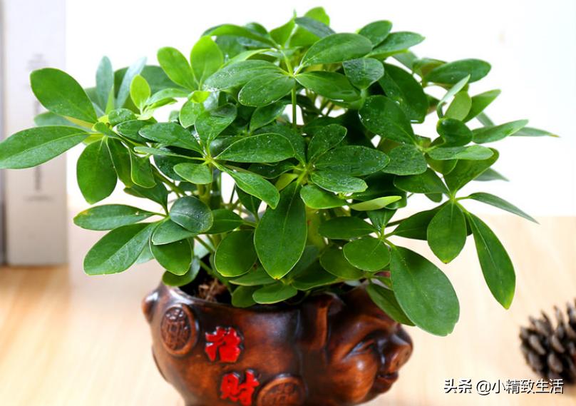 八方来财的养法,八方来财有黄叶怎么修剪