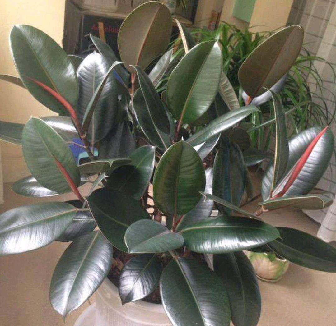 绿萝都养不活还能养什么花,好养活的懒人花绿萝