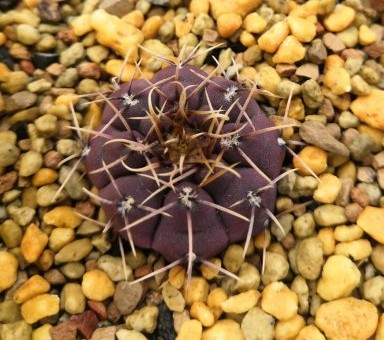 148个仙人球品种大全,100个仙人球品种