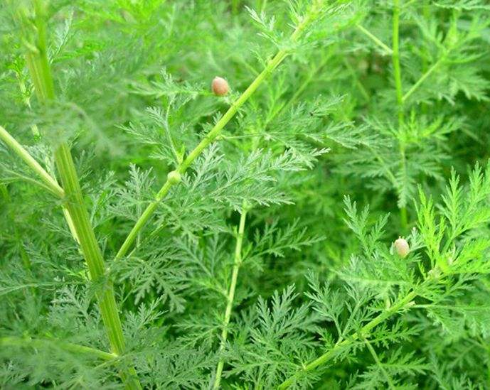 大青叶在养猪当中的作用,青蒿在水产养殖的功效与作用