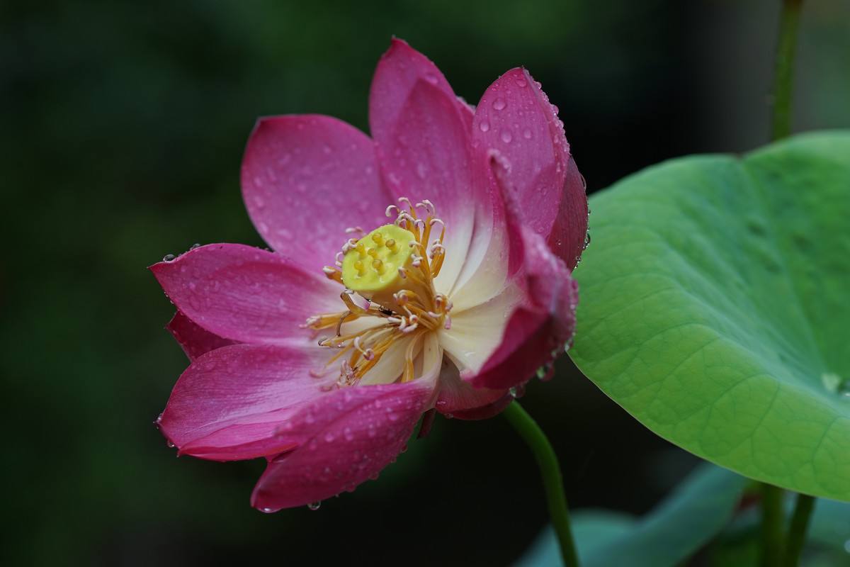碗莲长得特别长怎么养才能开花,碗莲开花非常的漂亮而且时间长