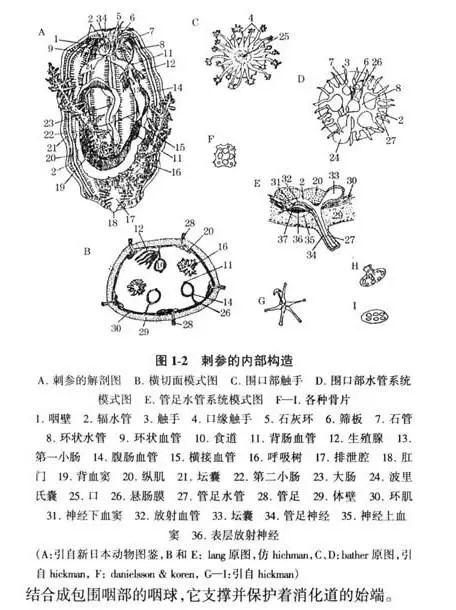 天价海参拍卖,天价海参是不是骗人的