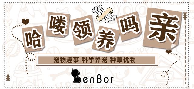 暹罗猫特别怕冷是什么原因,为什么暹罗猫怕冷