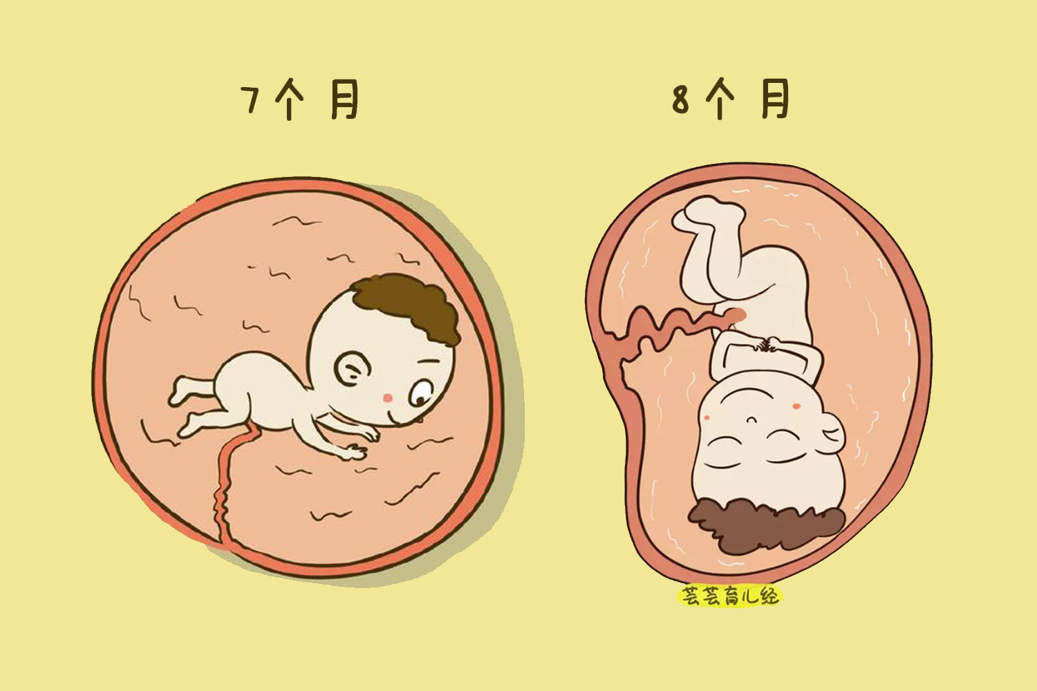 胎儿7活8不活的说法,胎儿七活八不活是怎么回事