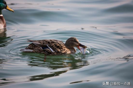 肉鸭的部位及有哪些特点？