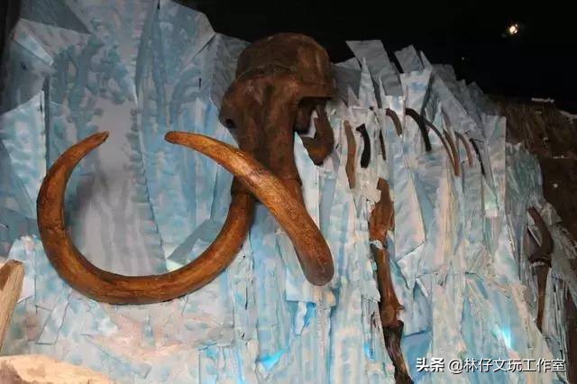 猛犸象牙详细介绍,猛犸化石收藏价值一览表