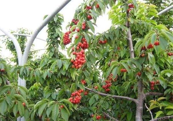 樱桃好吃减脂做法,樱桃最漂亮的吃法