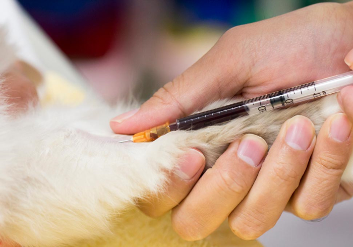 15岁猫咪慢性肾病治疗,猫咪肾病