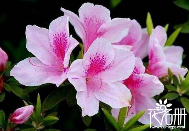 粉杜鹃花语和寓意,杜鹃的花语与寓意是什么呢