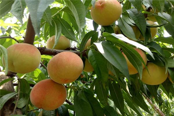 桃树果实流胶是什么原因如何防治,桃树流胶和穿孔病用什么药