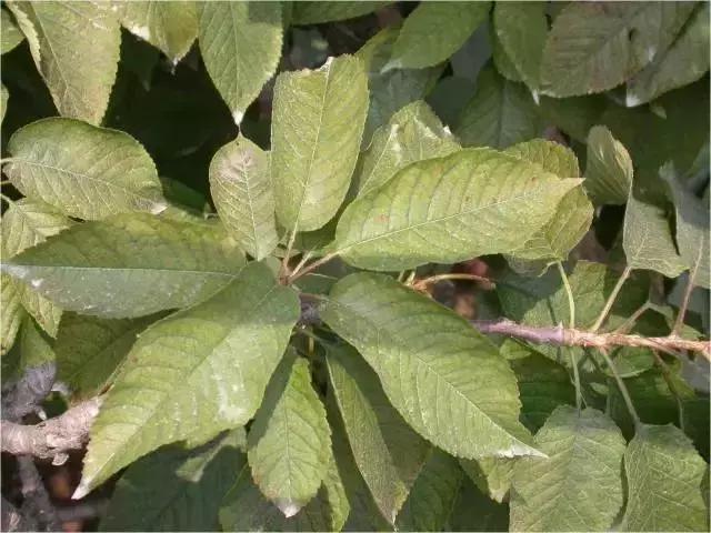 樱桃的常见病虫害及防治方法,樱桃常见虫害防治方案