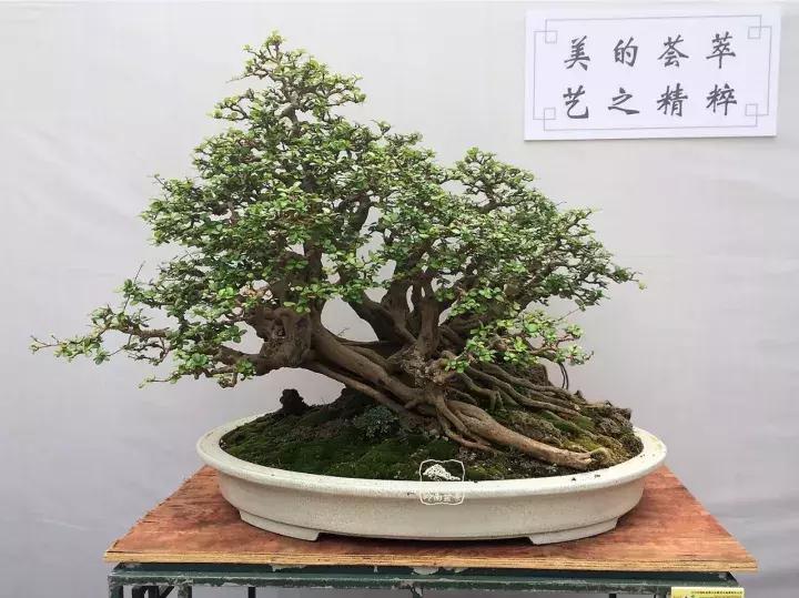 造型极美的盆景一起来欣赏,一组风吹出来的盆景欣赏动感十足