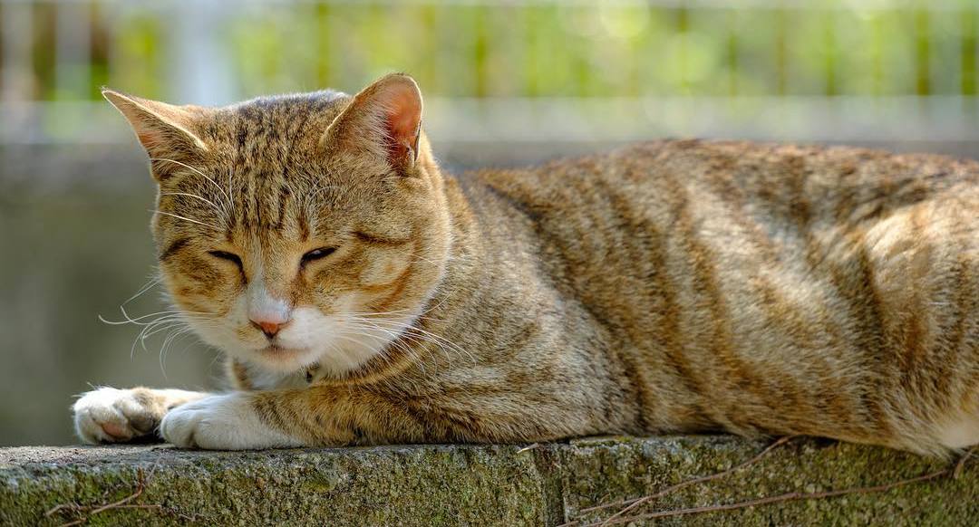 宠物母猫生产前有何反应,母猫生完崽后有点焦躁该怎么解决