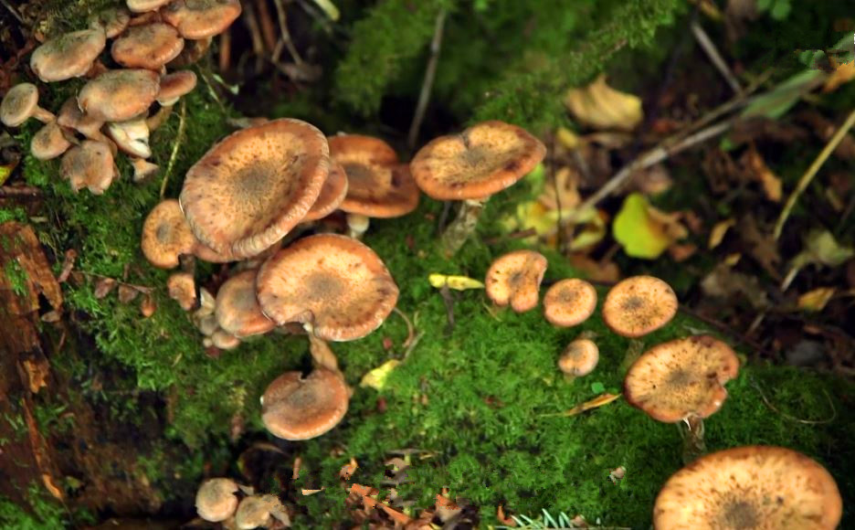 蘑菇是真菌还是植物,香气很浓的蘑菇叫什么菇