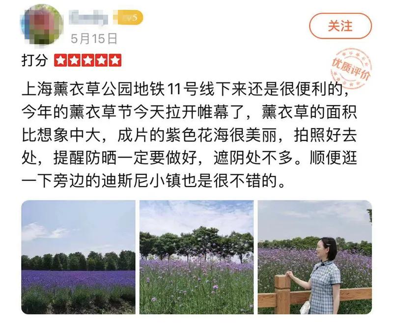 上海最大薰衣草公园,上海薰衣草公园迪士尼