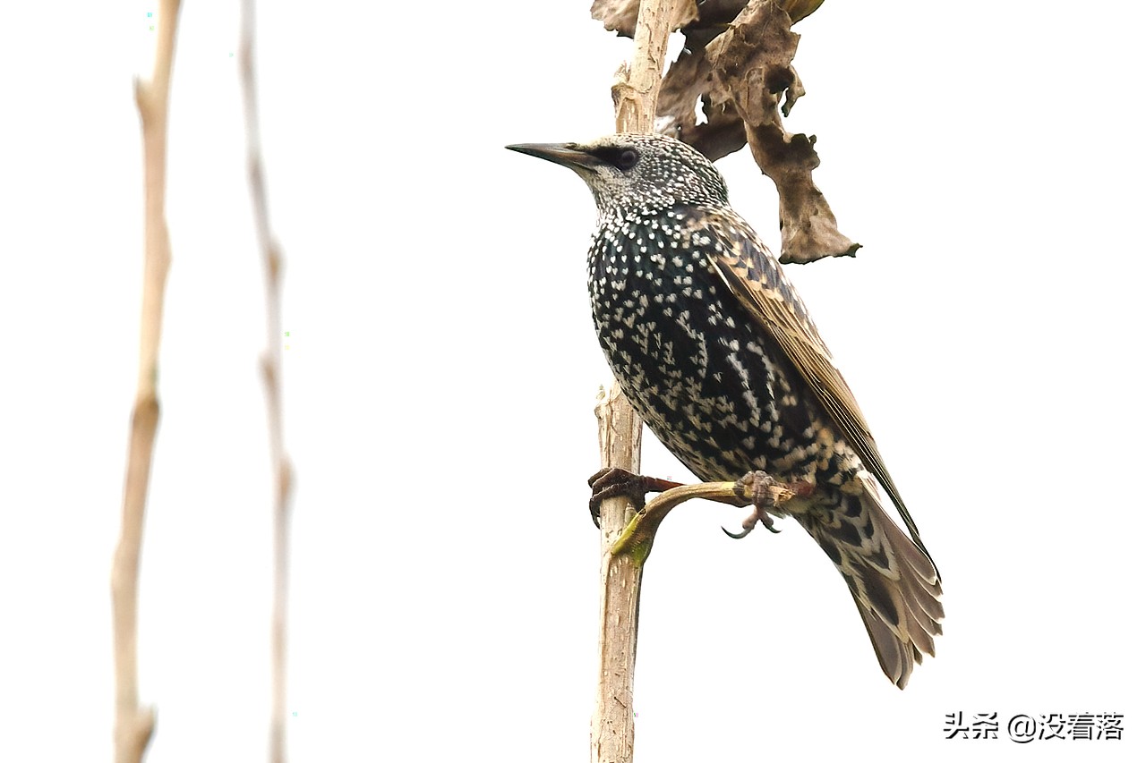 「10.13」北京沙河观鸟日记：收获长尾山椒鸟与中华攀雀