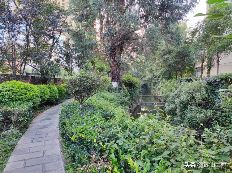 绿树成荫林荫小道,绿树成荫的小路视频