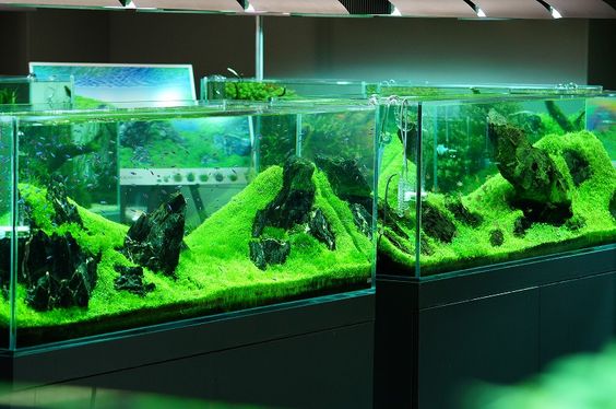 观赏鱼老是死是什么原因,怎么判断鱼有没有建立硝化系统