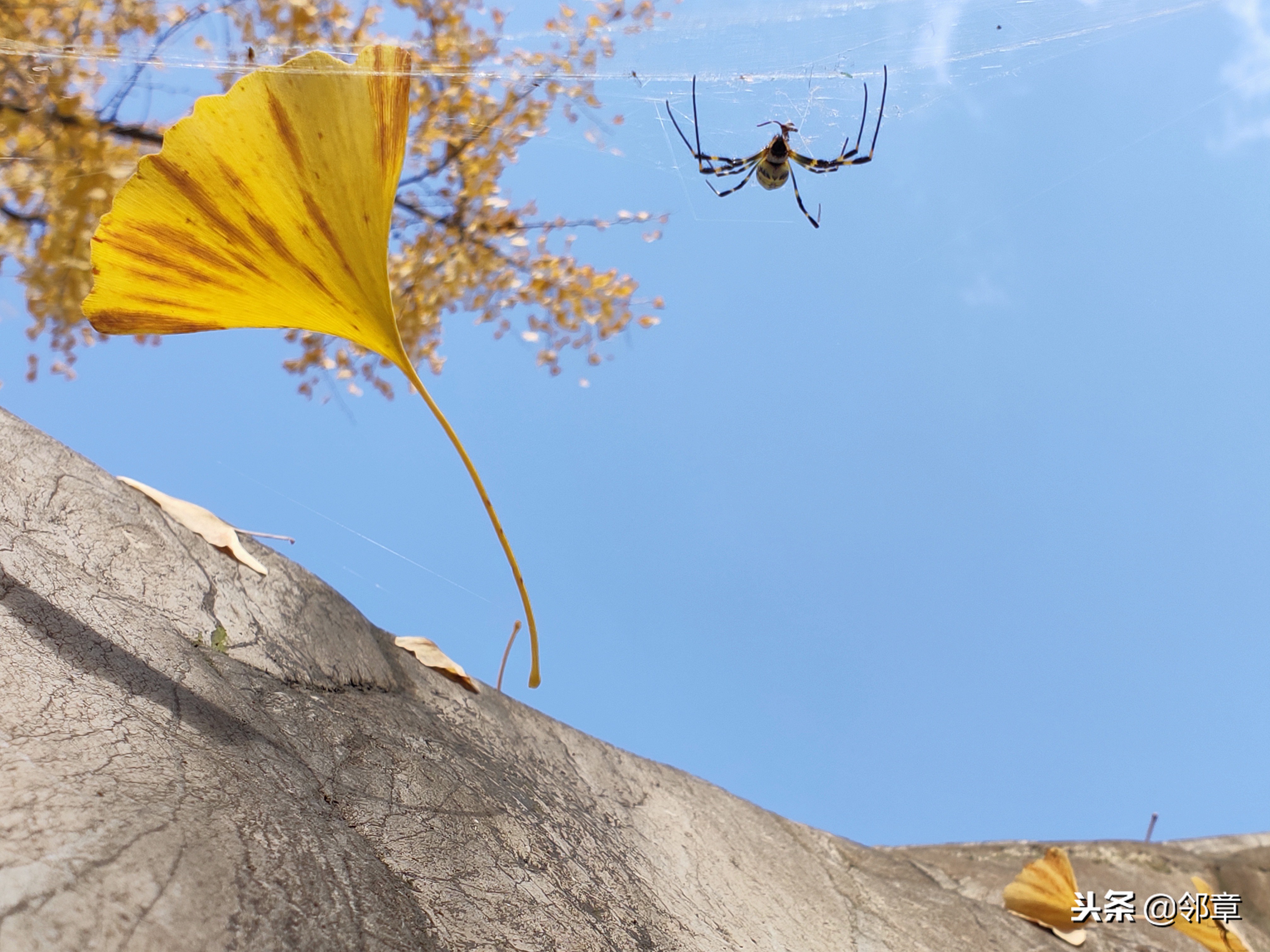 oppor17到底值不值得入手,oppor17还值得购买吗2019