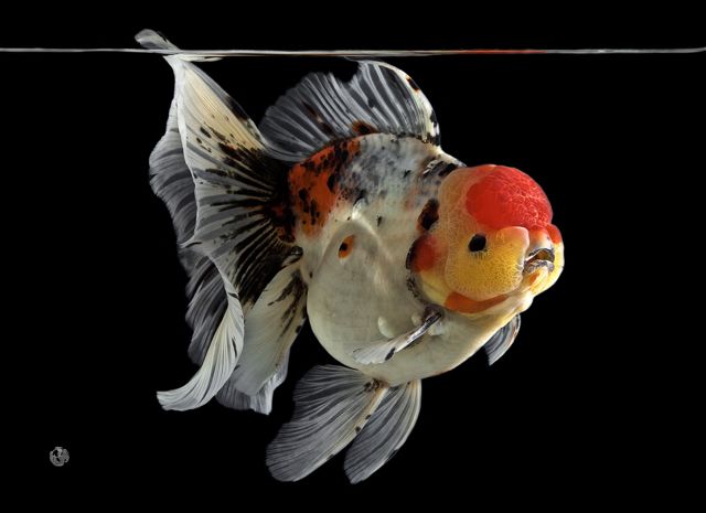 梦里金鱼知多少|〇二狮头Oranda分组（大赛报名开启）