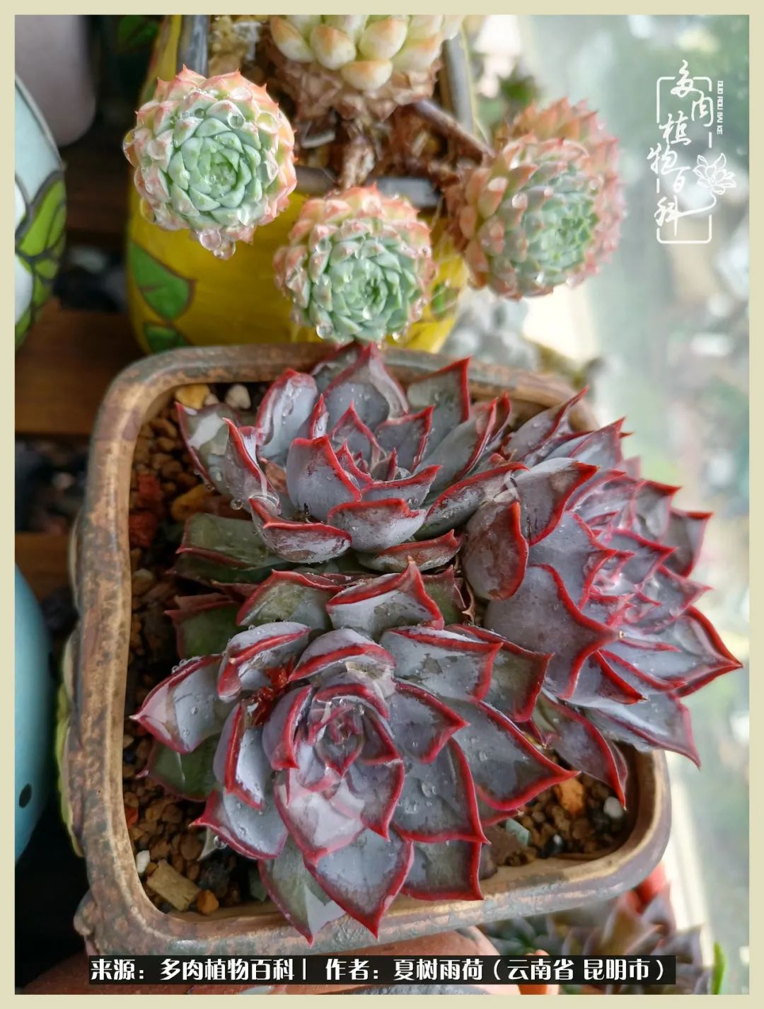 自从养了多肉有了窗台想要个阳台,养多肉10年多