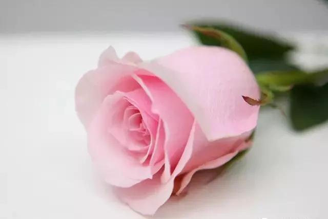 每天学习一点点各种花代表的花语,每天学习一朵花知识