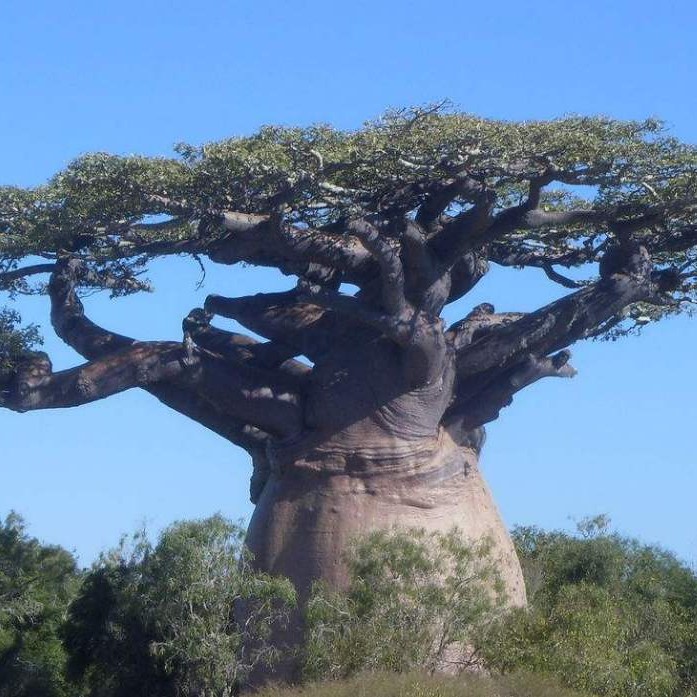 关于树木的小知识,关于树木的问题