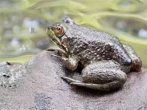 牛蛙养殖的好处,2022年牛蛙养殖业