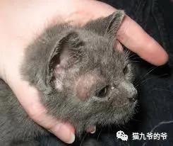 猫九爷：犬猫皮肤病的类型概述
