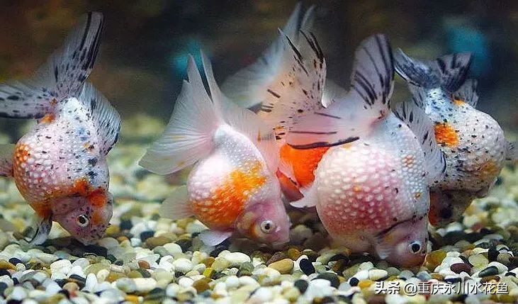 十种最漂亮的观赏鱼视频播放,观赏鱼60条
