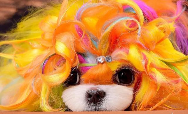 宠物美容中的常见问题及解决方法,宠物美容基础染色注意事项