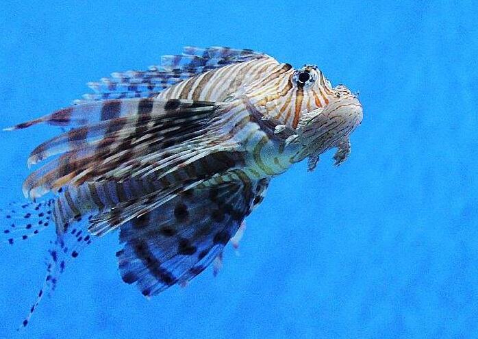 北京海洋馆亲子套票两大一小,北京海洋馆里面的儿童乐园