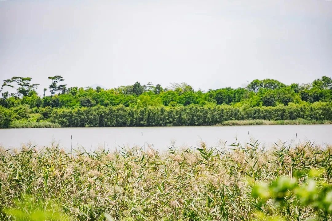 去深圳免费游玩的10个地方,深圳免费游玩景点推荐