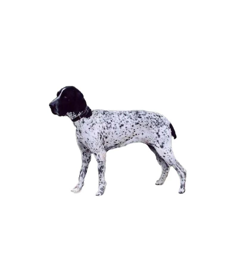 滨州48种烈性犬标准,滨州烈性犬最新规定