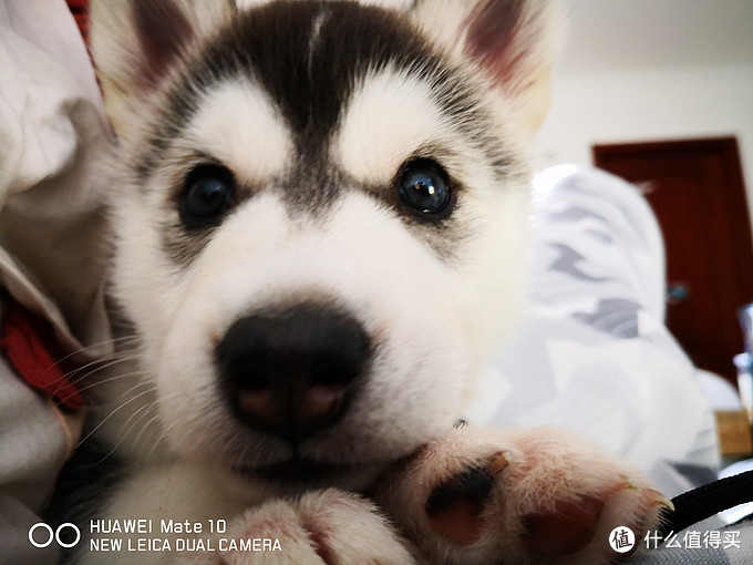 一次创世纪的生活体验—记哈士奇当妈妈