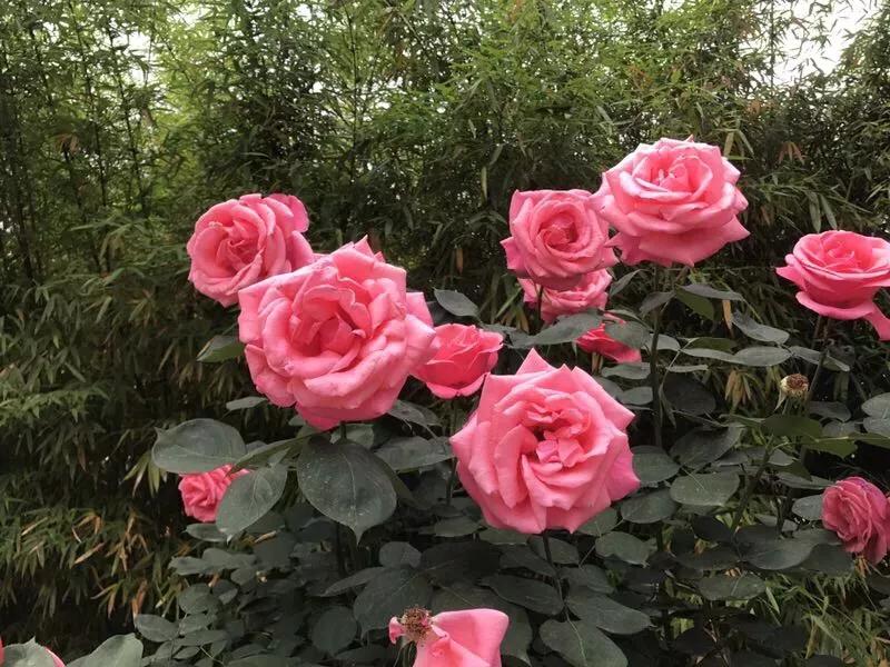 100余万株鲜花扮靓街头,45万余株花卉扮靓静安街头