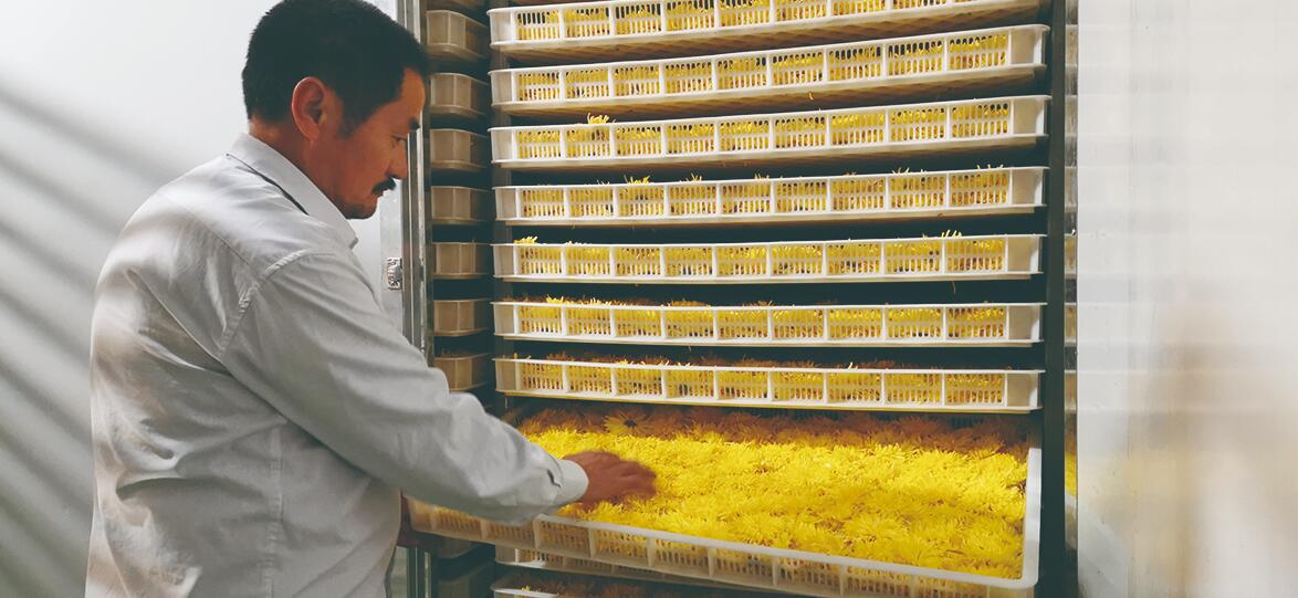 哪里盛产金丝黄菊,金丝皇菊适合哪些地区种植